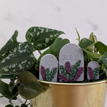 Rattlesnake Prayer Plant