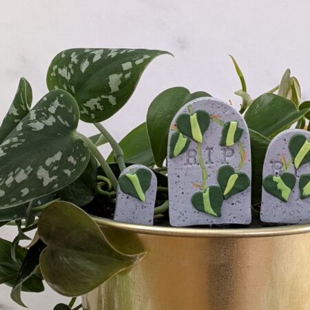 Heartleaf Philodendron