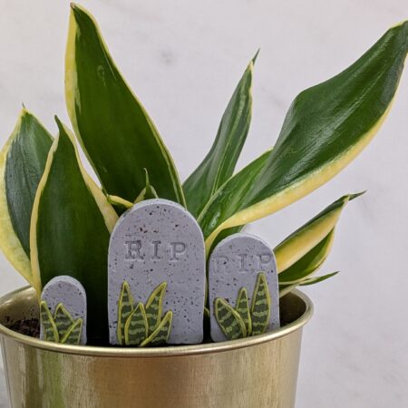 Snake Plant